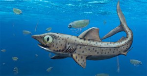 Hóa thạch cổ đại tiết lộ bộ hàm khó tin của loài cá mập sống ở kỷ Devon