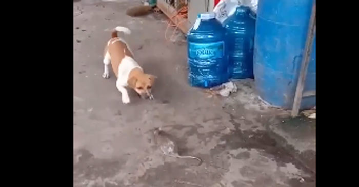 Chuột cống hung hăng tấn công lại chó