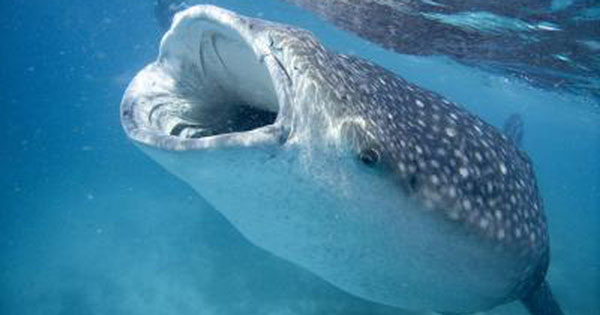 Cá mập voi