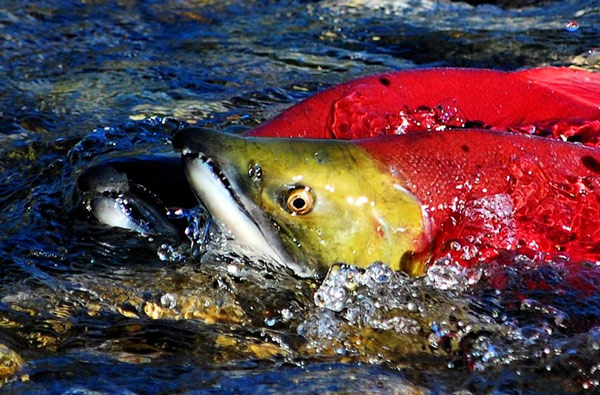 Cá hồi Sockeye