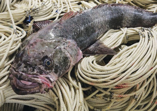 Cá toothfish