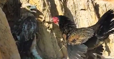 Chim ưng bị gà mái đánh te tua phải bỏ chạy