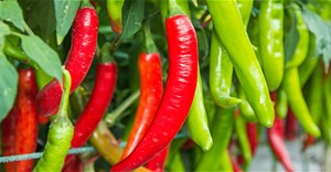Thường xuyên ăn ớt có thể giúp giảm đáng kể nguy cơ tử vong do các bệnh lý nguy hiểm ở người?