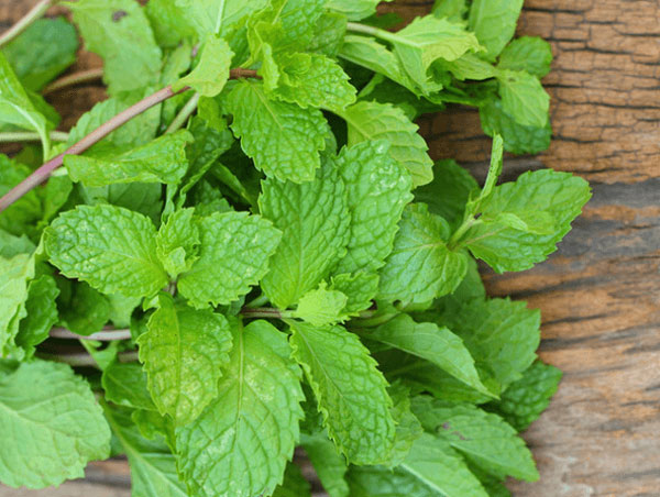 Rau bạc hà
