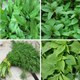 Phân biệt 11 loại rau thơm phổ biến ở Việt Nam giúp các chị em bớt hoang mang mỗi khi đi chợ