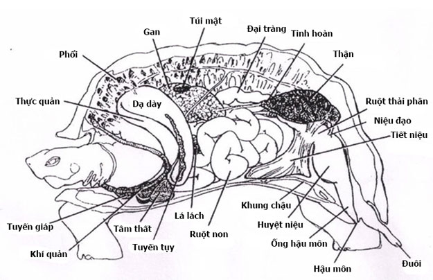 Bên dưới lớp mai đặc biệt đó chính là một hệ thống cơ quan nội tạng hoàn chỉnh