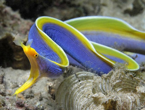 Cá chình ruy băng