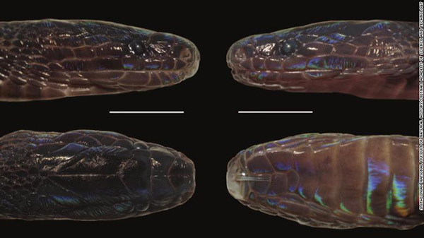 Hình ảnh chụp từ trên xuống phần đầu của loài rắn mới. Ảnh: Smithsonian Magazine.