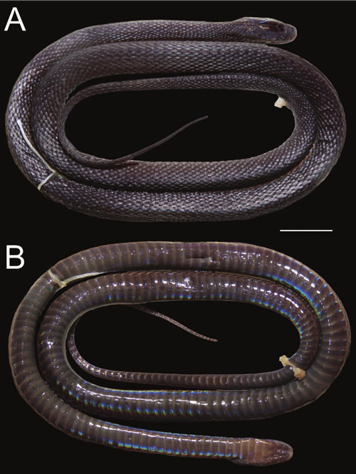 Mẫu vật con rắn kỳ lạ mới được phát hiện. Ảnh: Smithsonian Magazine.