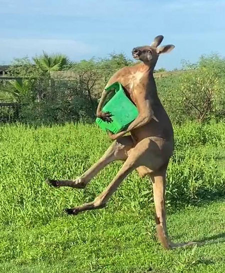 Bức ảnh Kangaroo nổi tiếng trên Twitter khiến nhiều người kinh ngạc. Ảnh: Dailymail.