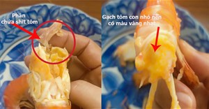 Ăn tôm nhiều nhưng các bạn đã phân biệt được gạch tôm với phân tôm chưa?