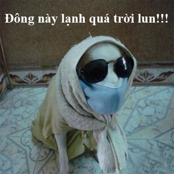 Đến cún cưng còn phải trang bị bảo hộ kín thế này là biết đông này lạnh thế nào rồi đấy.