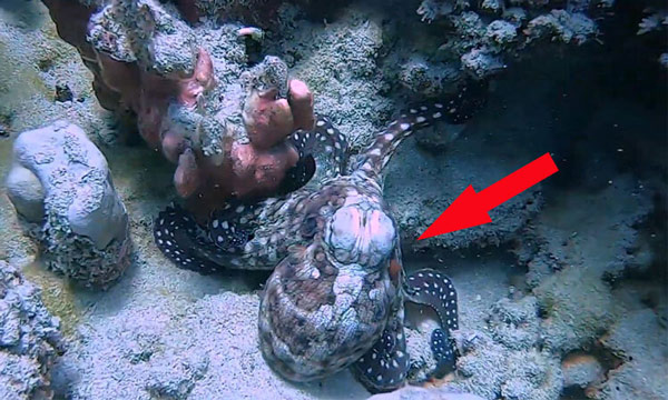 Bạch tuộc biến đổi màu sắc cơ thể giống với môi trường xung quanh để ngụy trang.