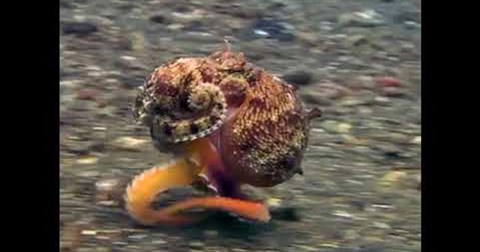 Tròn mắt với màn chạy nước rút ba chân bốn cẳng của chú bạch tuộc dưới đáy biển