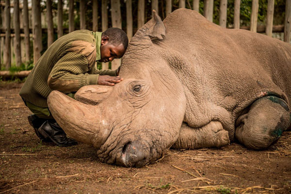 Joseph Wachira an ủi Sudan, một con tê giác trắng phương Bắc 5 tuổi, trước khi con vật chết tại khu bảo tồn Ol Pejeta ở Kenya vào tháng 3 năm 2018.