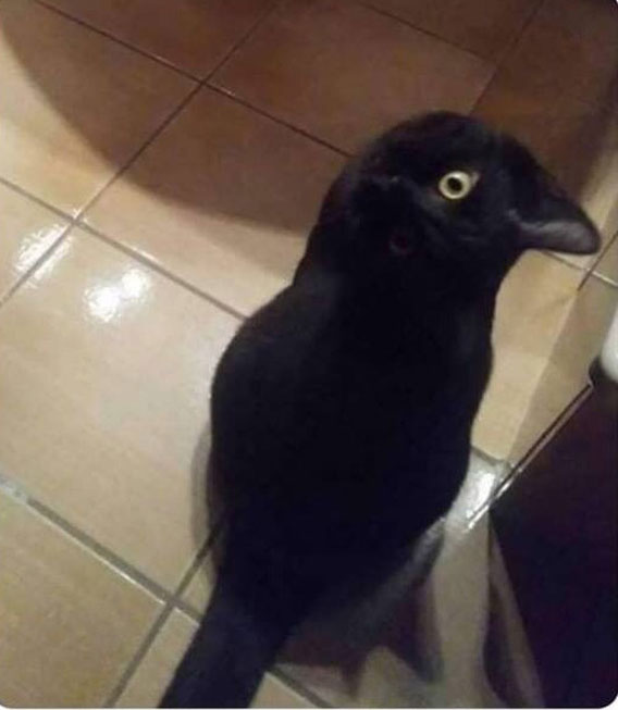 Mới nhìn lướt qua, không ít người tin rằng trong hình là con quạ đâu. Nhưng thực tế nó chỉ là con mèo đen thôi mà, ngạc nhiên chưa!