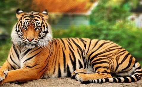 10 loài động vật đẹp nhất thế giới | Copy Paste Tool
