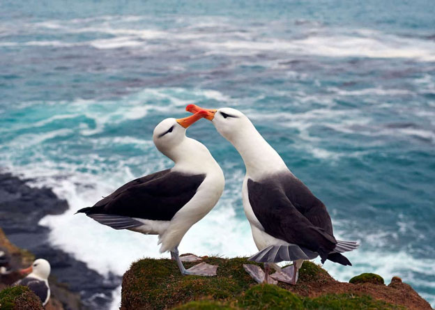 Hải âu Albatrosses