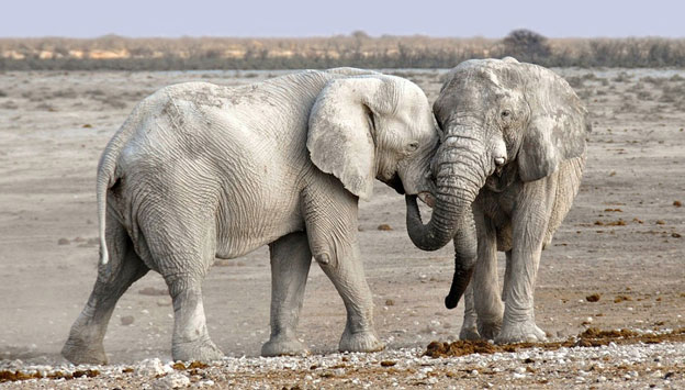 Voi thường ôm và có những cái chạm lãng mạn