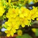 Những bài thơ hay về hoa mai vàng rực rỡ