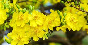 13 bài thơ hay về hoa mai vàng rực rỡ khi Tết xuân về
