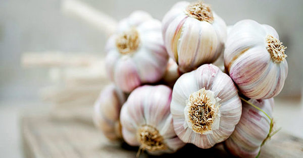 Tỏi rất tốt cho sức khỏe 