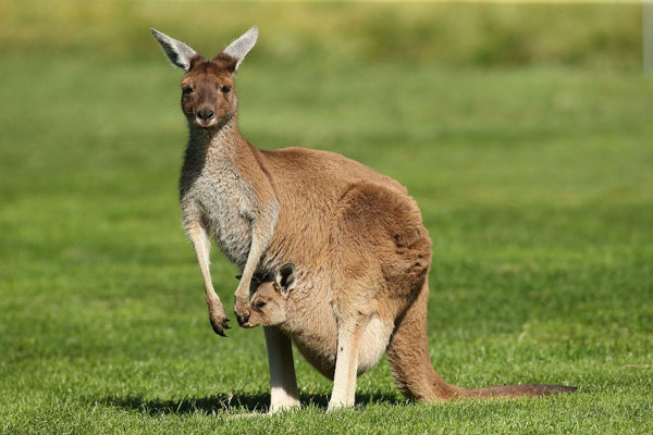 Kangaroo là loài thú có túi thuộc họ Macropodidae