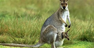 Bên trong túi của Kangaroo có gì? Câu trả lời sẽ khiến bạn kinh ngạc