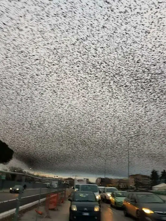 Hàng ngàn con chim đang di cư qua thành phố Rome khiến bầu trời trông như ngày tận thế.