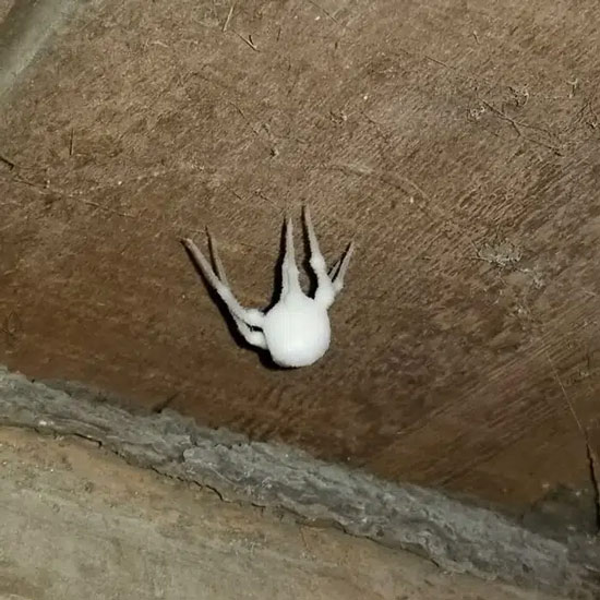 Một chú nhện đã ra đi vì giá băng.