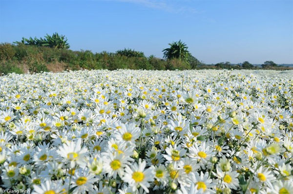 Cánh đồng cúc họa mi. Ảnh: Giang Trịnh.