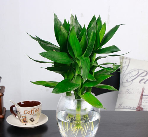 Cây phát tài búp sen