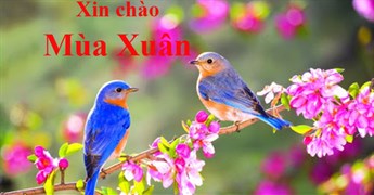 Cap hay về mùa xuân, những câu nói hay về mùa xuân, stt hay và ý nghĩa chào mùa xuân