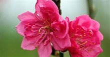 10 Bài thơ về hoa đào hay đón Tết đến Xuân về