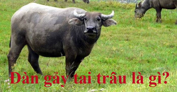 Đàn gảy tai trâu là gì?