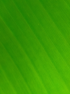 Hình nền màu xanh lá cây, hình nền xanh lá đẹp cho máy tính và điện thoại