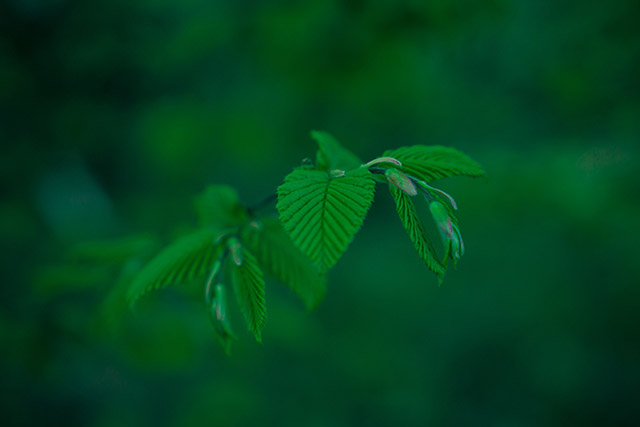 Hình nền  Ánh sáng mặt trời thiên nhiên cây Vĩ mô chi nhánh rêu màu  xanh lá ánh sáng Lá hoa Đồng cỏ thực vật đồng cỏ Bãi cỏ Hình nền