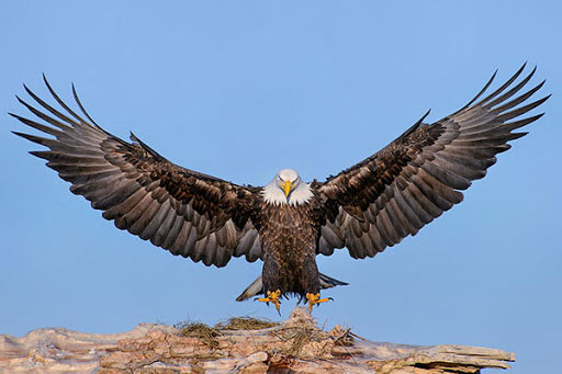 Đại bàng được mệnh danh là chúa tể bầu trời