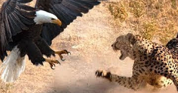 Eating cheetah meat, the eagle received a terrible revenge blow from the mother newspaper