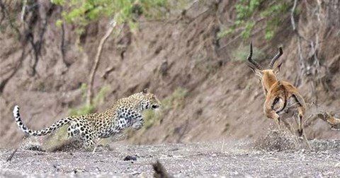 Báo hoa mai vật lộn với linh dương cực khỏe, liệu kẻ đi săn có chọn sai con mồi?