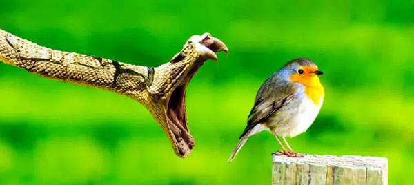 Giây phút chill cuối đời của chú chim nhỏ bé chăng? Liệu nó có thể thoát khỏi nguy hiểm cận kề này?