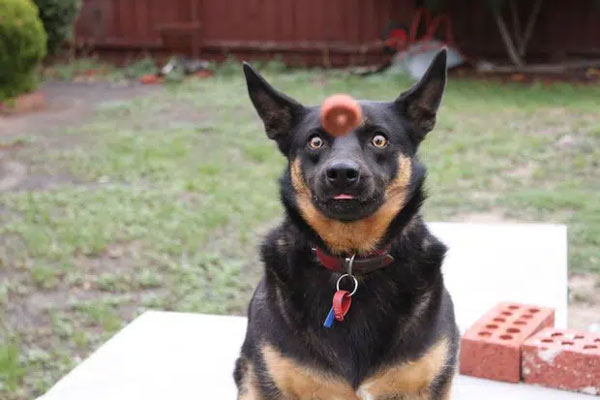 Làm thế nào để bắt được cái kẹo này đây.