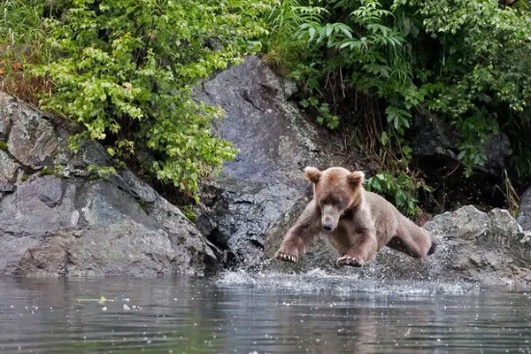 Chú gấu bị sẩy chân ngã hay định bắt cá thế?