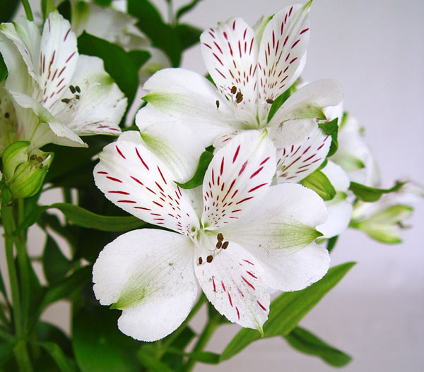 Hoa lily Peru