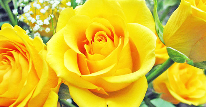 10 flowers symbolize friendship