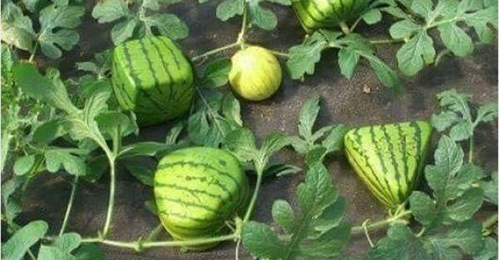 Interesting mysteries about the fruits we eat every day