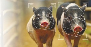 Bị trừng phạt quá đáng, Huawei chuyển sang chăn lợn bằng AI