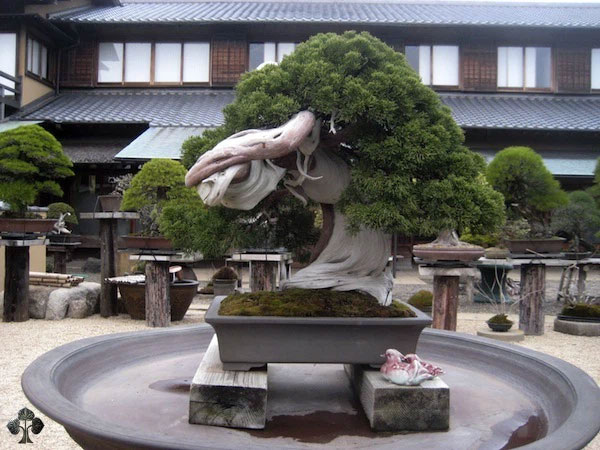 Cây Bonsai đặc biệt này đã hơn 800 năm tuổi