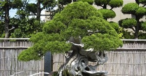 Top 10 cây Bonsai đẹp nhất thế giới