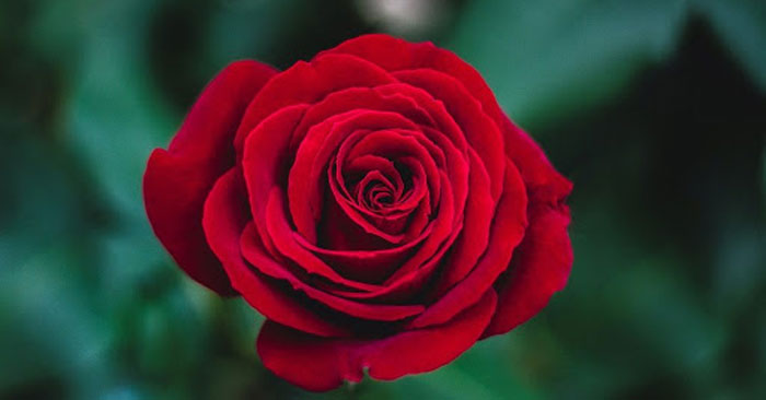 The meaning of the color of the rose